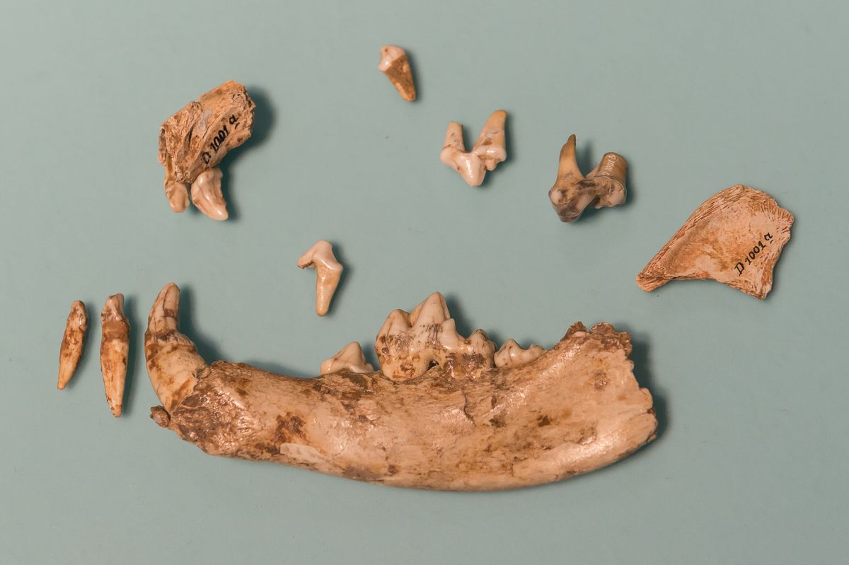Fossil dog remains on a pale green background: a long lower jawbone with teeth, a piece of upper jaw, and several loose teeth and bone fragments, two of them labelled D 1001 a.