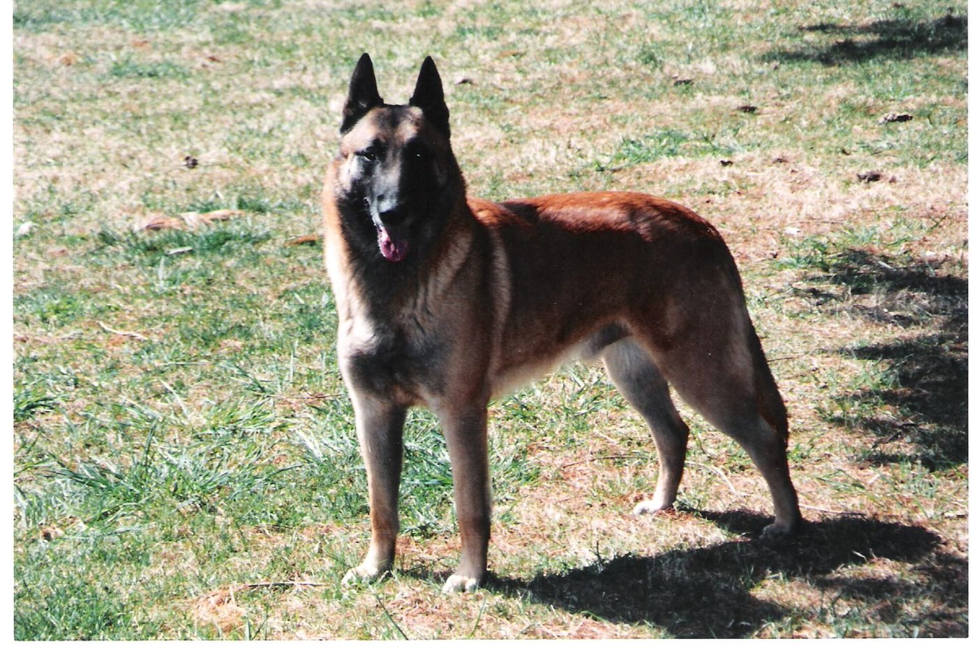 Belgian Malinois