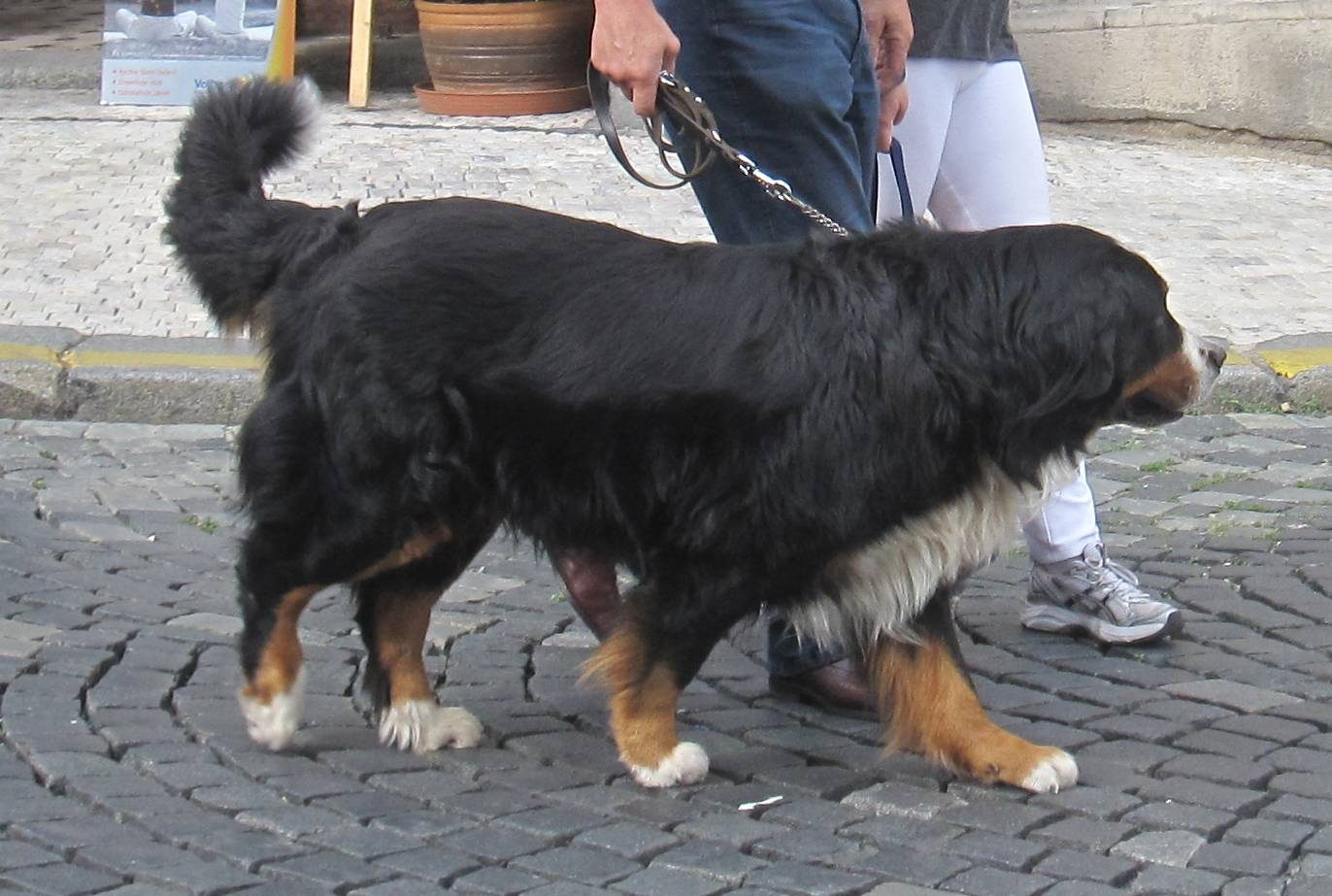 Bernese Mountain Dog
