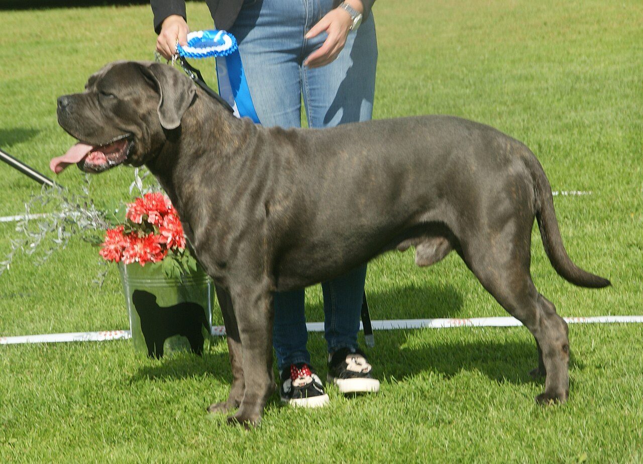 Cane Corso