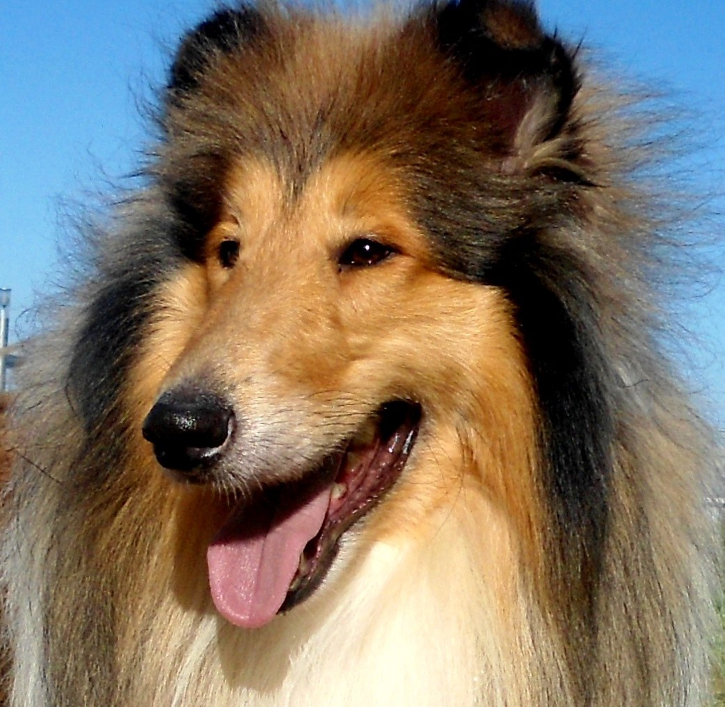 Collie