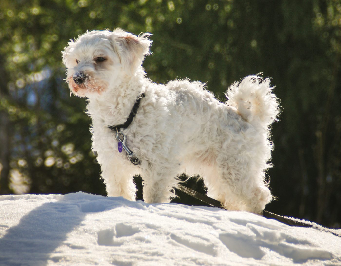 Havanese
