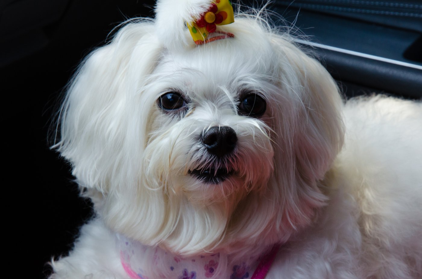 Maltese