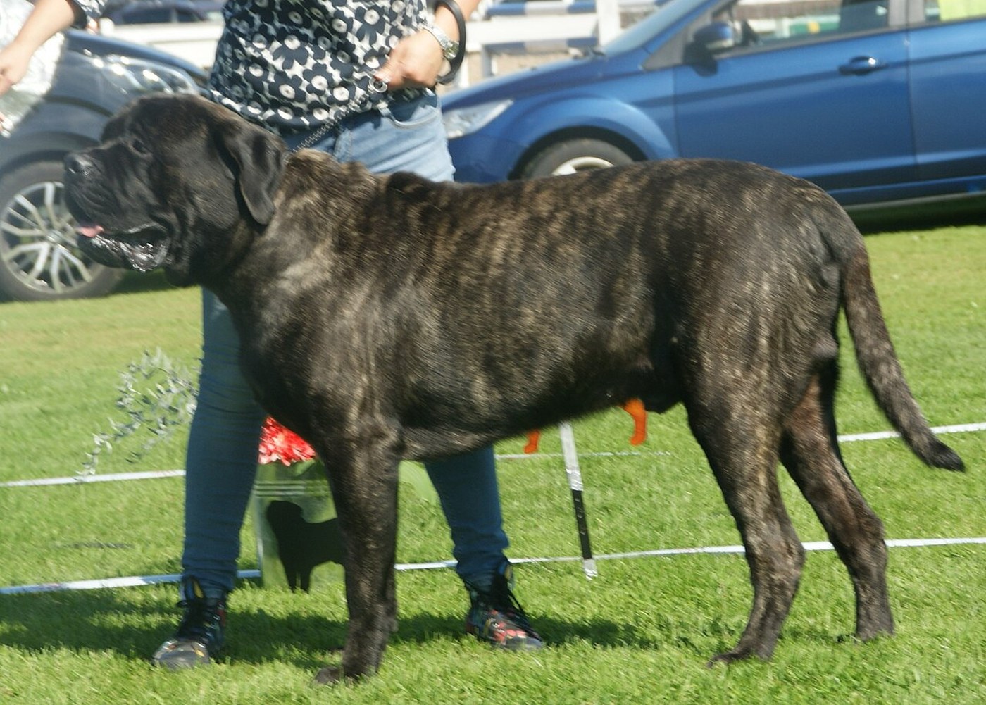 Mastiff