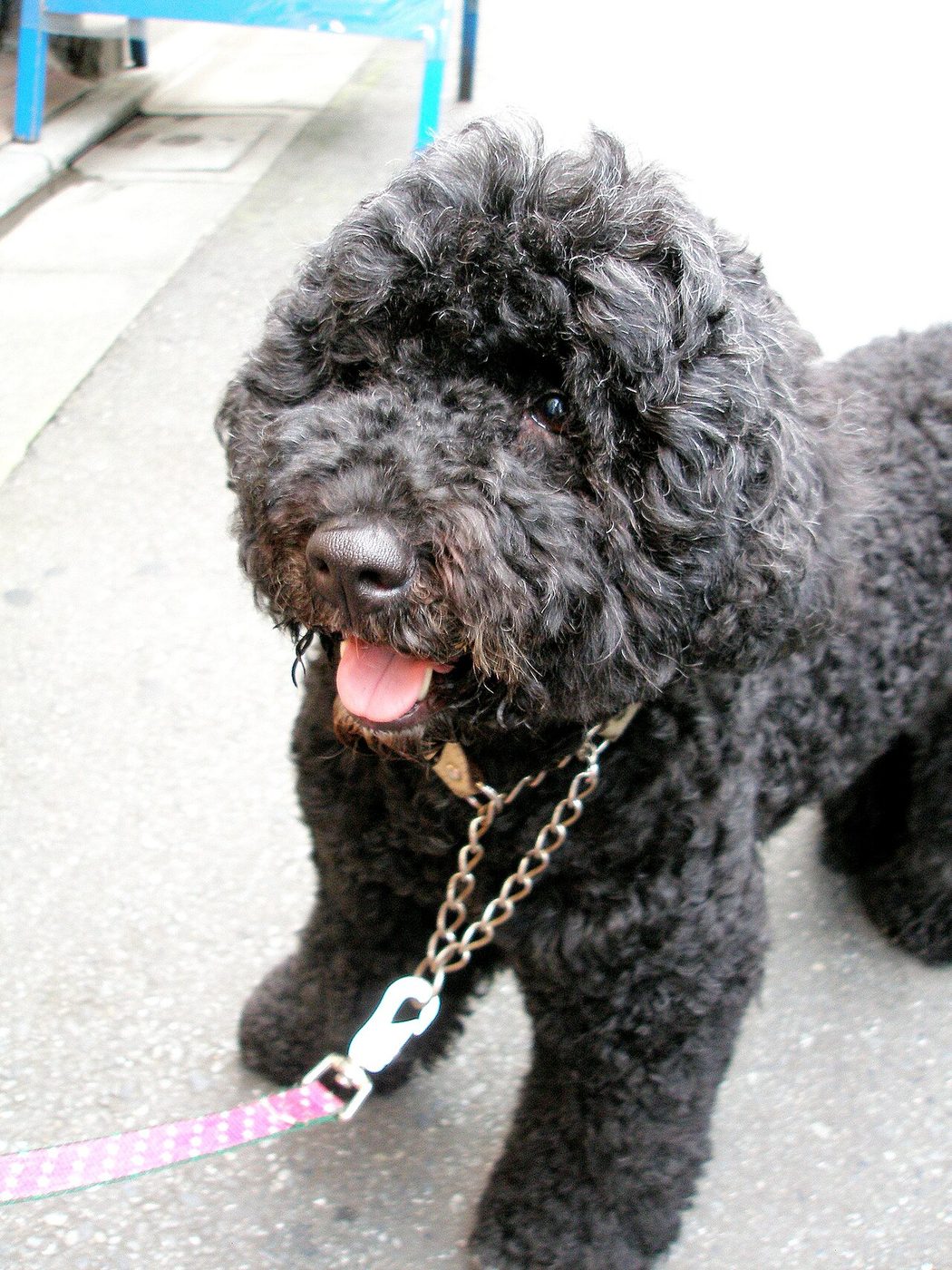 Portuguese Water Dog