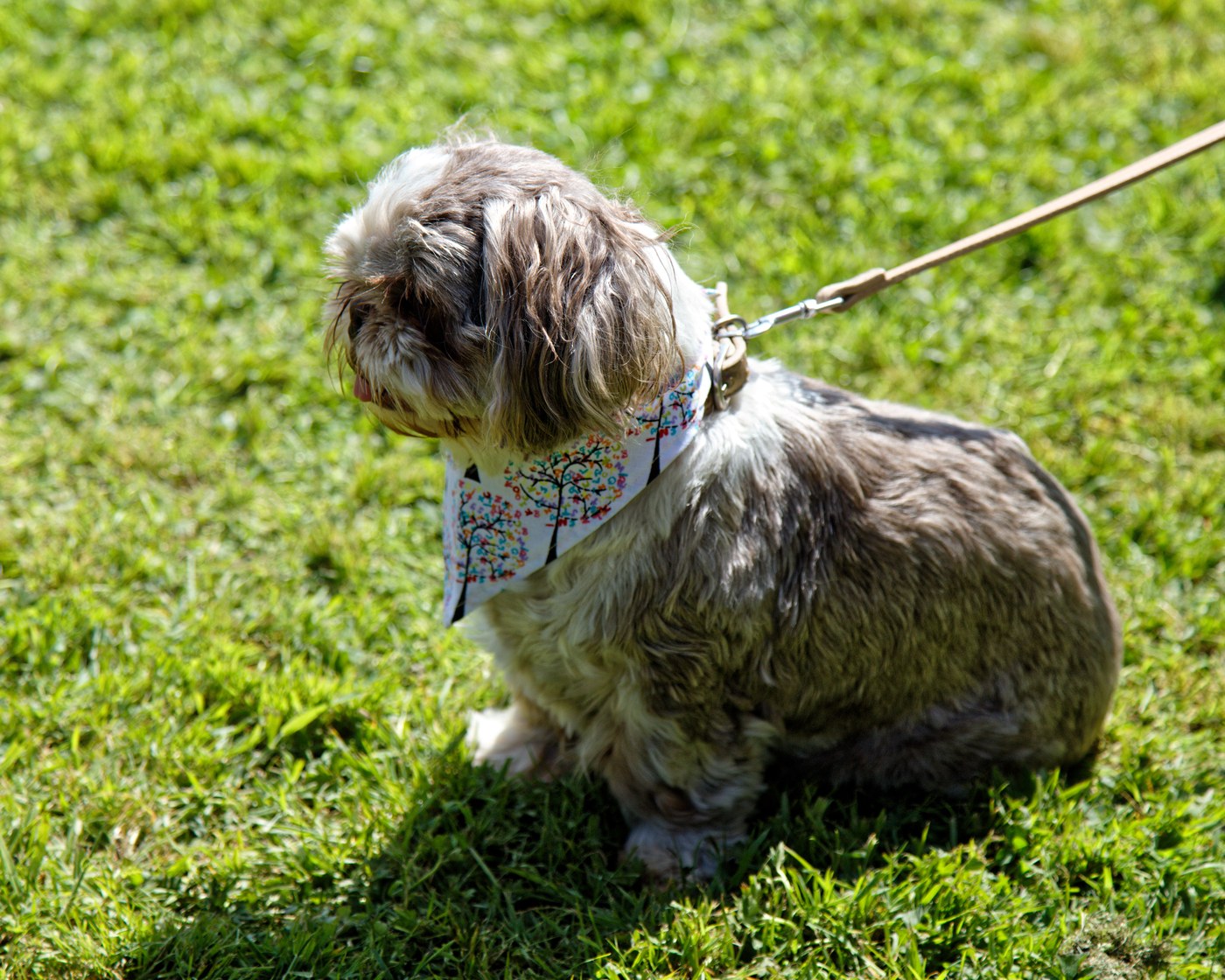 Shih Tzu