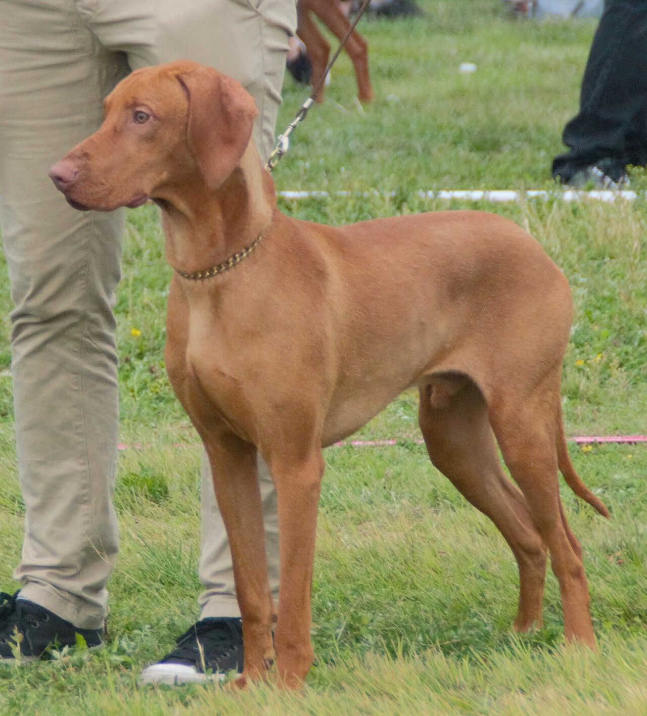 Vizsla